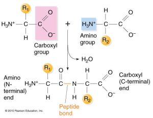 A Peptide bond!