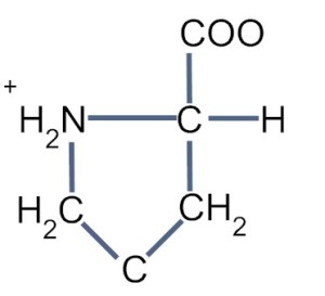 Diagram of Proline showing the bonding of the R-group to the amino group to form a ring structure