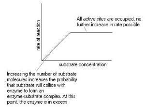 The effect of substrate concentration annotated graphically.